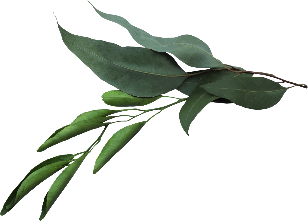 Seeded Eucalyptus and Lemon Leaves